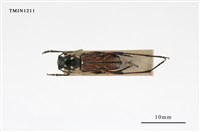 藏品(胸斑虎天牛)的圖片